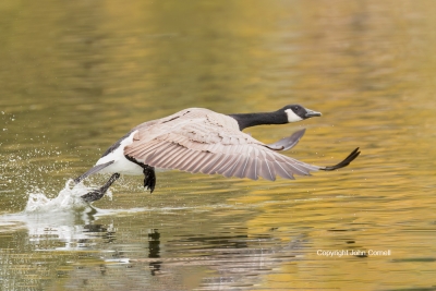 Branta-canadensis;Canada-Goose;One;Photography;Takeoff;action;active;aloft;avif